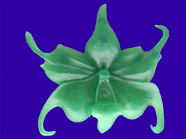 Picture of Angraecinae Orchid Wax Carving