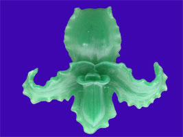 Picture of Ascocenda Orchid Wax Carving