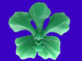 Picture of Ascocenda Orchid Wax Carving