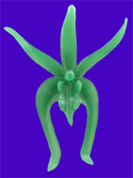 Picture of Dendrobium Orchid Wax Carving