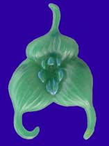 Picture of Dracuvallia Blue Orchid Wax Carving