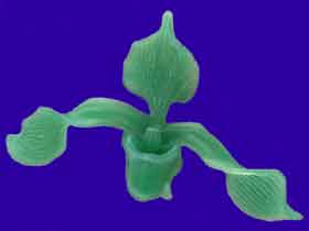 Picture of Paphiopedilum Orchid Wax Carving