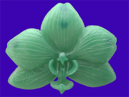 Picture of Phalaenopsis Orchid Wax Carving