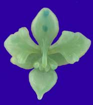 Picture of Phalaenopsis Venus Orchid Wax Carving